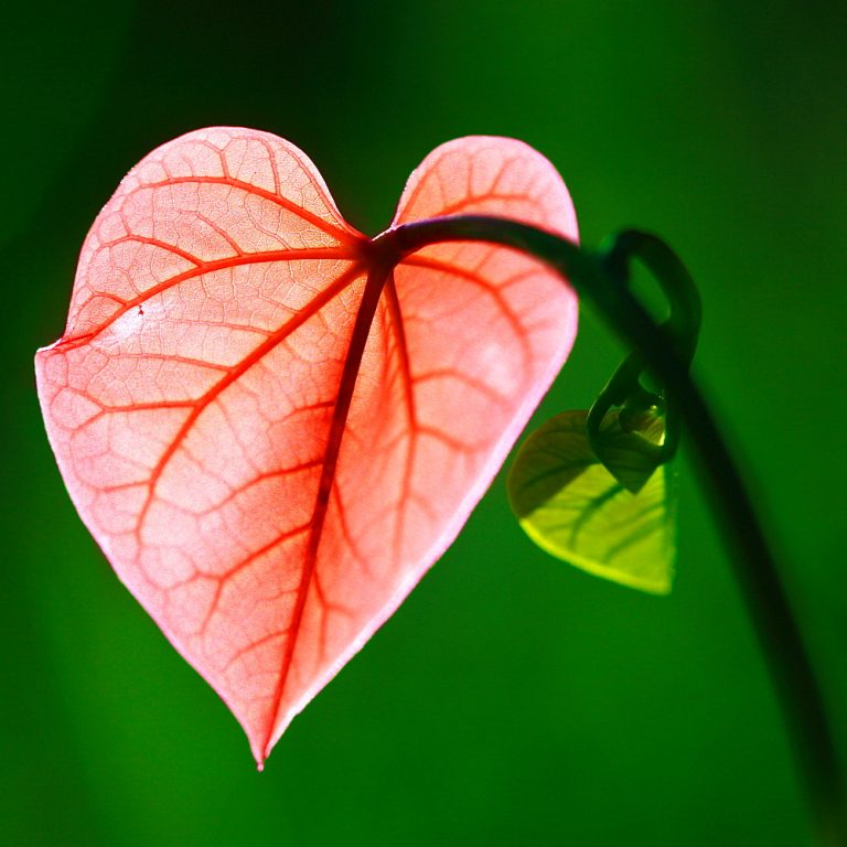 14.05.2023 : LA PHILOSOPHIE DU COEUR