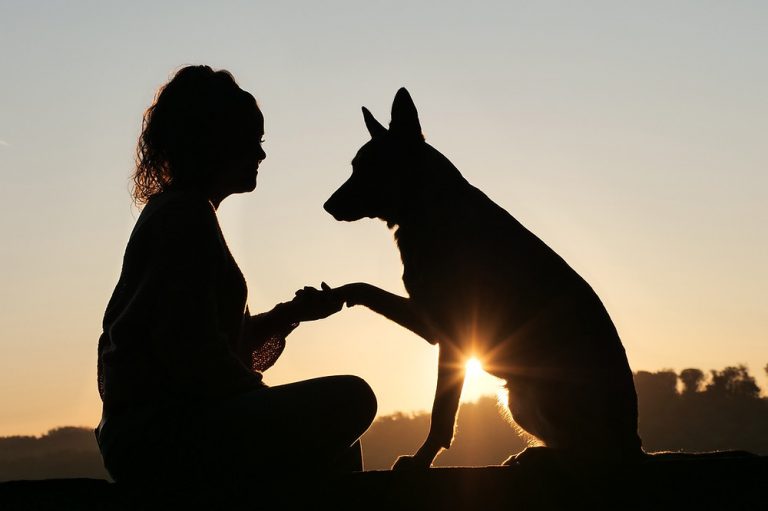 11.12.2022 : SAGESSES ANIMALES
